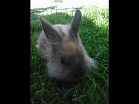 Kanin Princess Consuela Bananahammock billede 6