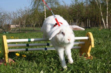 Kanin Silke - Spring! billede 4