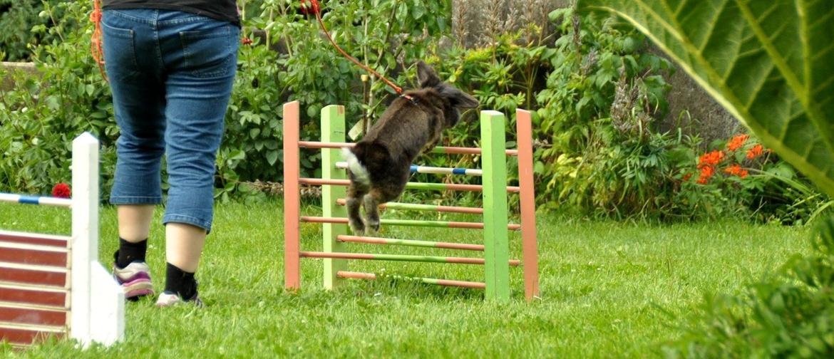 Kanin Kaninbandens Donkey - Svær - Taget af Schmatz Photography billede 2