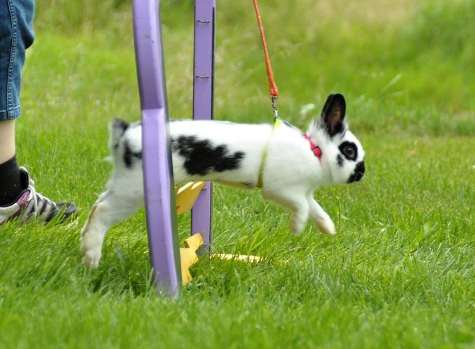 Kanin Kaninbandens Hero - Schmatz Photography billede 4