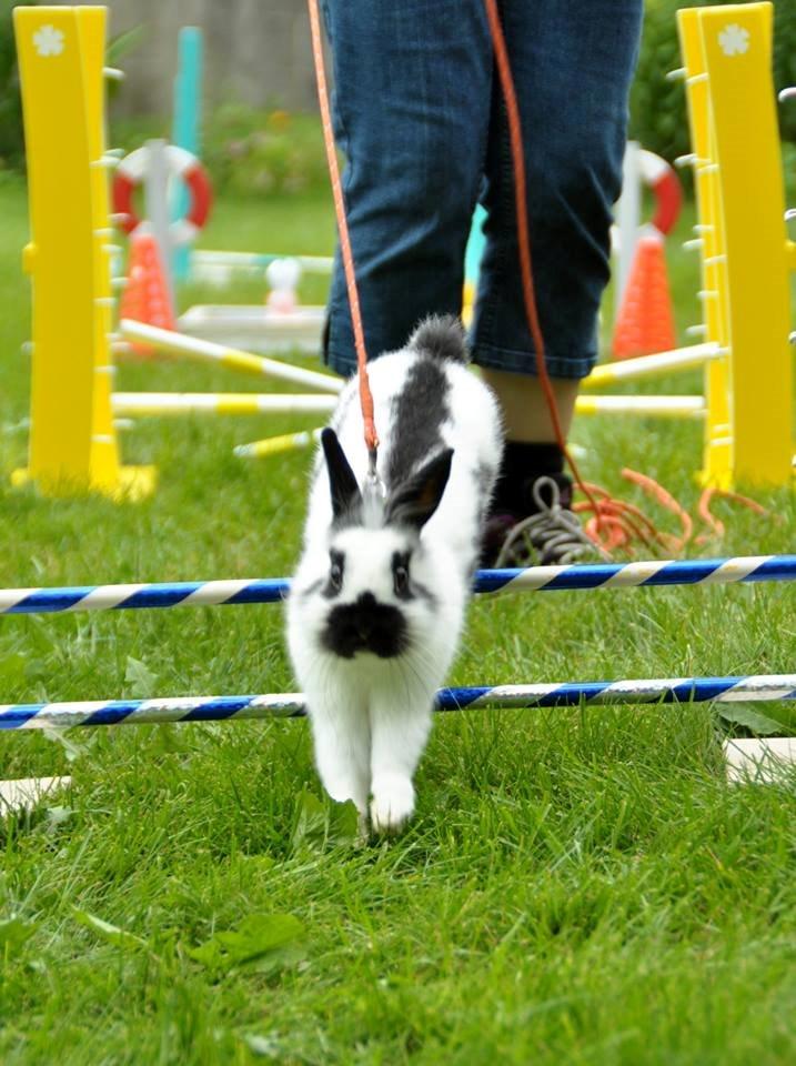 Kanin Kaninbandens Hero - Schmatz Photography billede 9