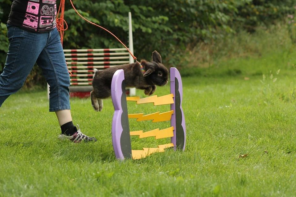 Kanin Kaninbandens Donkey - Svær - JEG KAN FLYVE! Mevs foto og skilte billede 11