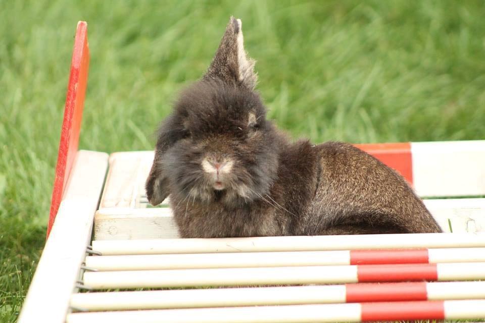 Kanin Kaninbandens Donkey - Det der med længde.. det er sjovere at sidde mellem pindende! Mevs foto og skilte billede 3