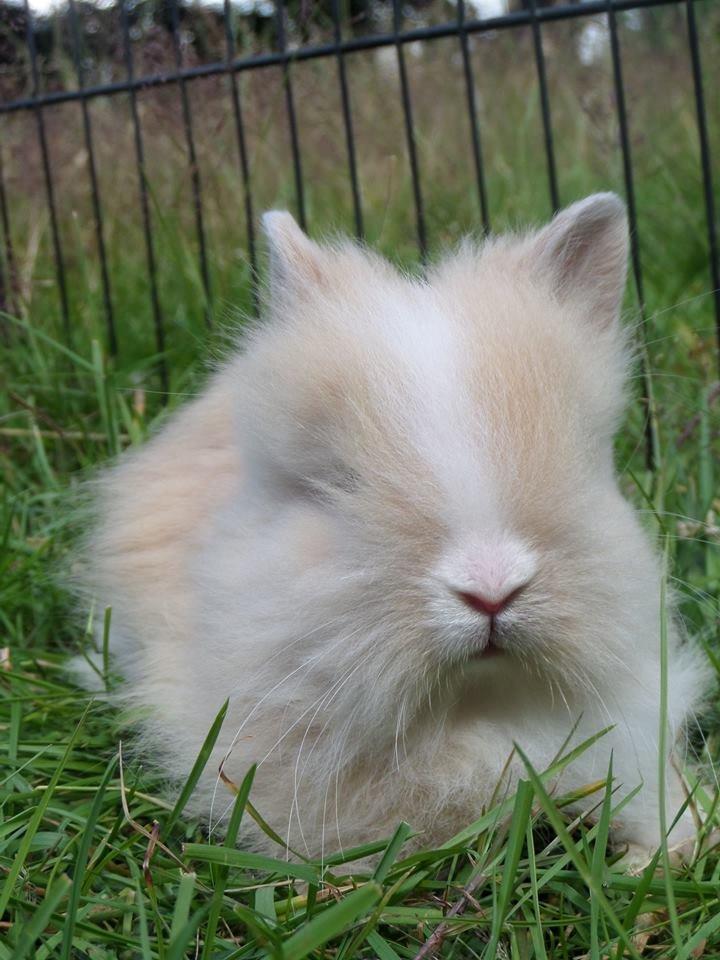 Kanin Bjørnholts Electra <3 23/5 - 1 juli 2014 billede 2