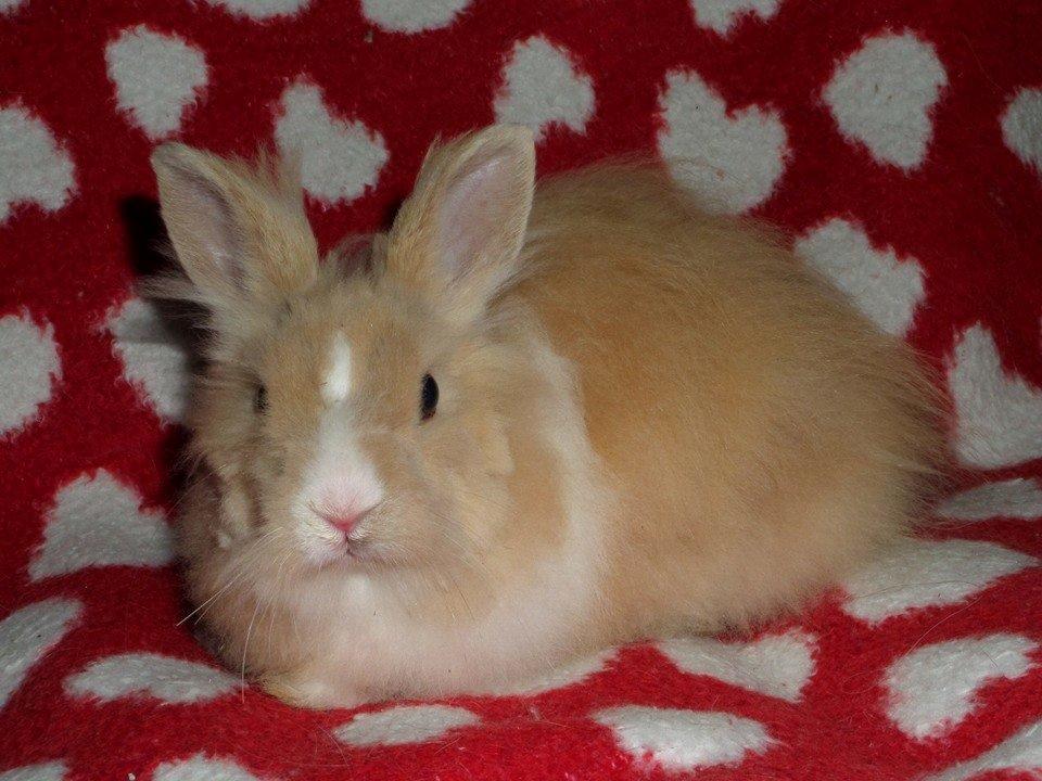 Kanin Bjørnholts Electra <3 23/5 - Helt klippet, efter hun kom hjem. 28 juli 2014 billede 4