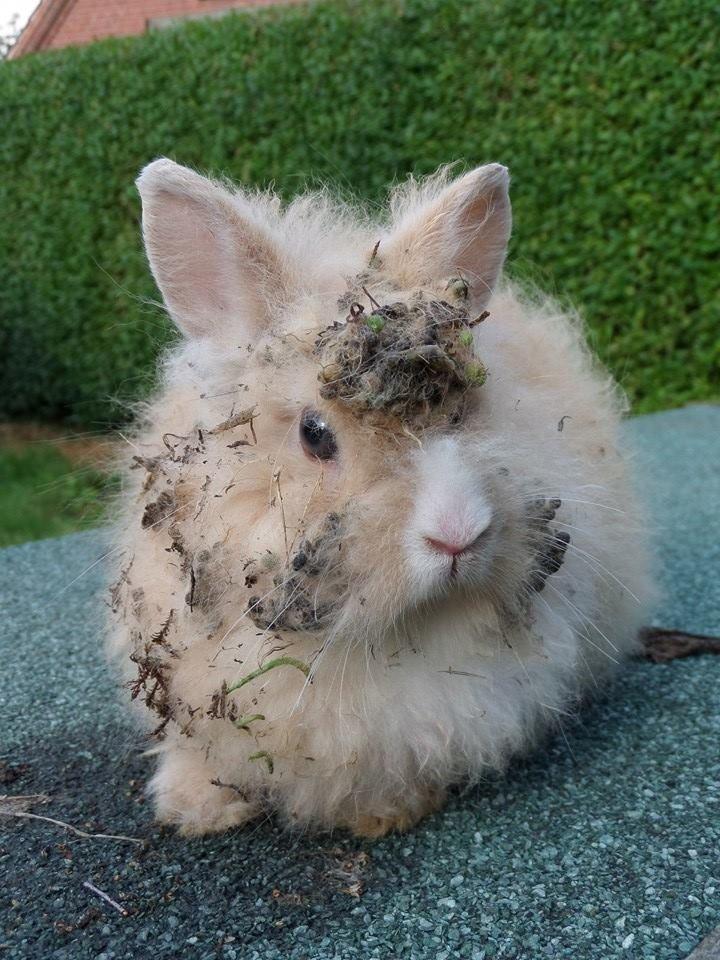 Kanin Bjørnholts Electra <3 23/5 - Sådan så min prinsesse ud, da hun kom hjem igen i dag. 28 juli 2014 billede 6
