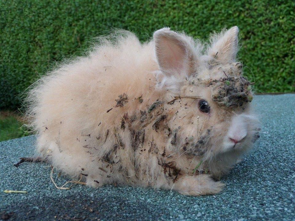 Kanin Bjørnholts Electra <3 23/5 - Sådan så min prinsesse ud, da hun kom hjem igen i dag. 28 juli 2014 billede 9