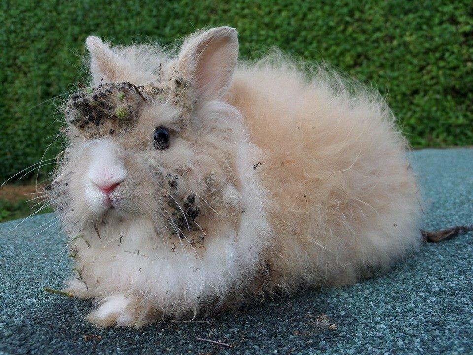 Kanin Bjørnholts Electra <3 23/5 - Sådan så min prinsesse ud, da hun kom hjem igen i dag. 28 juli 2014 billede 8