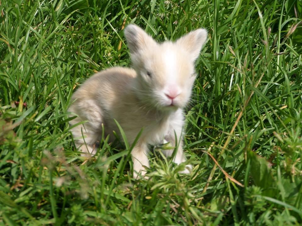 Kanin Bjørnholts Electra <3 23/5 - Første gang hun så græs.. 6 juni 2014 billede 10