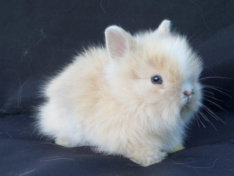 Kanin Bjørnholts Electra <3 23/5 - 23 juni 2014 billede 14