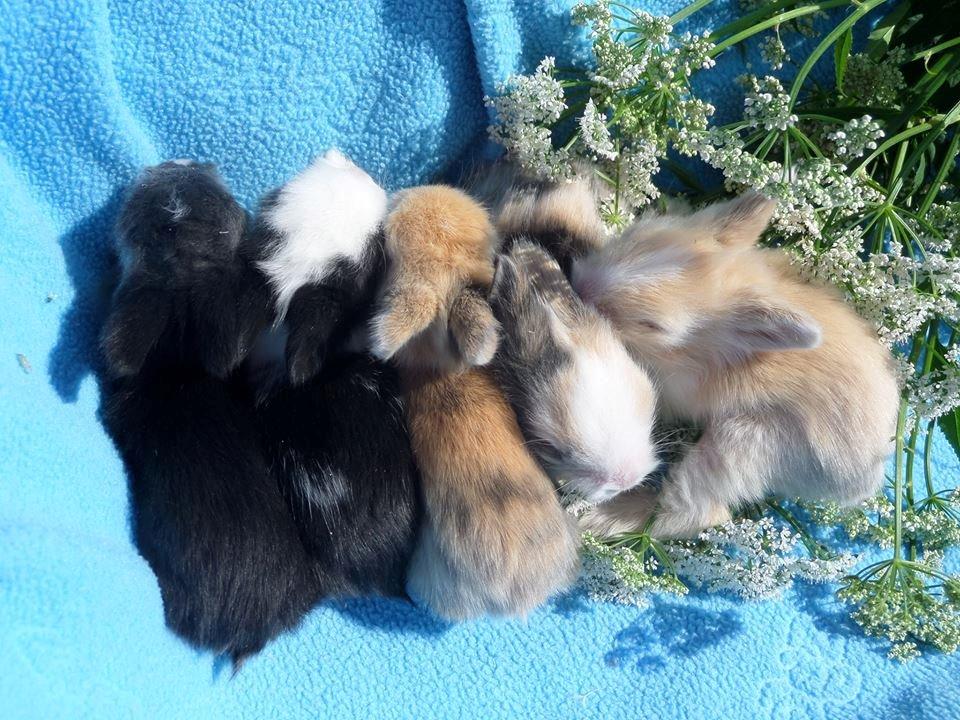 Kanin Bjørnholts Electra <3 23/5 - 17 juni 2014 billede 13