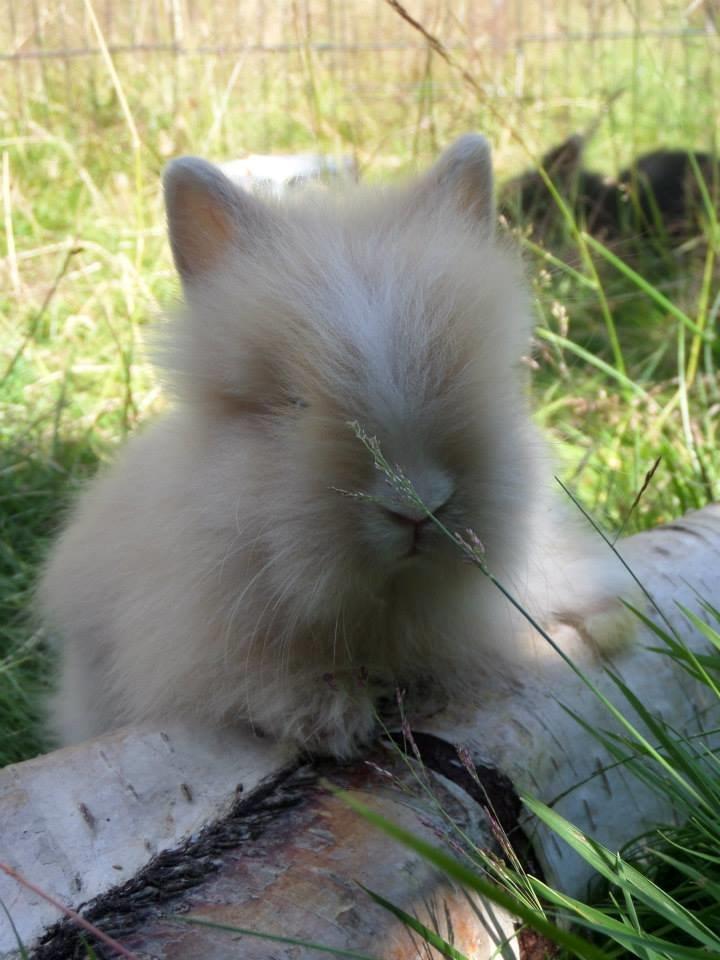 Kanin Bjørnholts Electra <3 23/5 - 1 juli 2014 billede 21