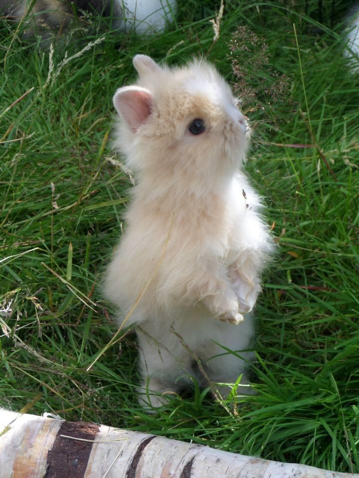 Kanin Bjørnholts Electra <3 23/5 - 1 juli 2014 billede 22