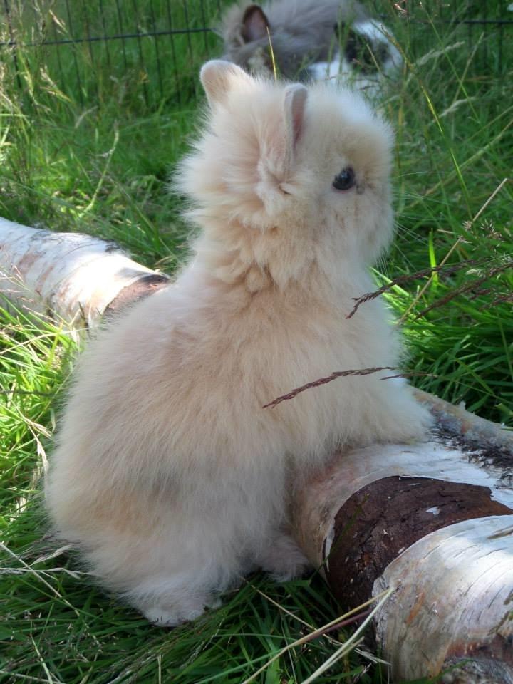 Kanin Bjørnholts Electra <3 23/5 - 1 juli 2014 billede 19