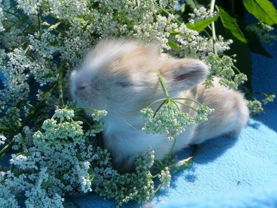 Kanin Bjørnholts Electra <3 23/5 - 6 juni 2014 billede 24