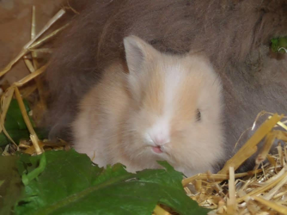 Kanin Bjørnholts Electra <3 23/5 - 17 juni 2014 billede 25