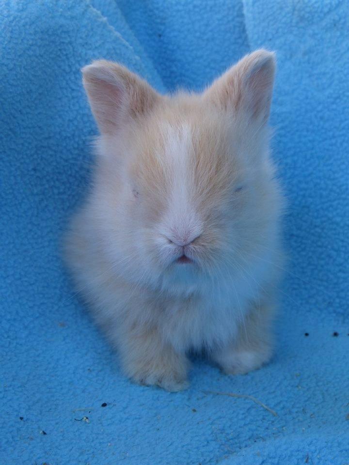 Kanin Bjørnholts Electra <3 23/5 - 11 juni 2014 billede 26