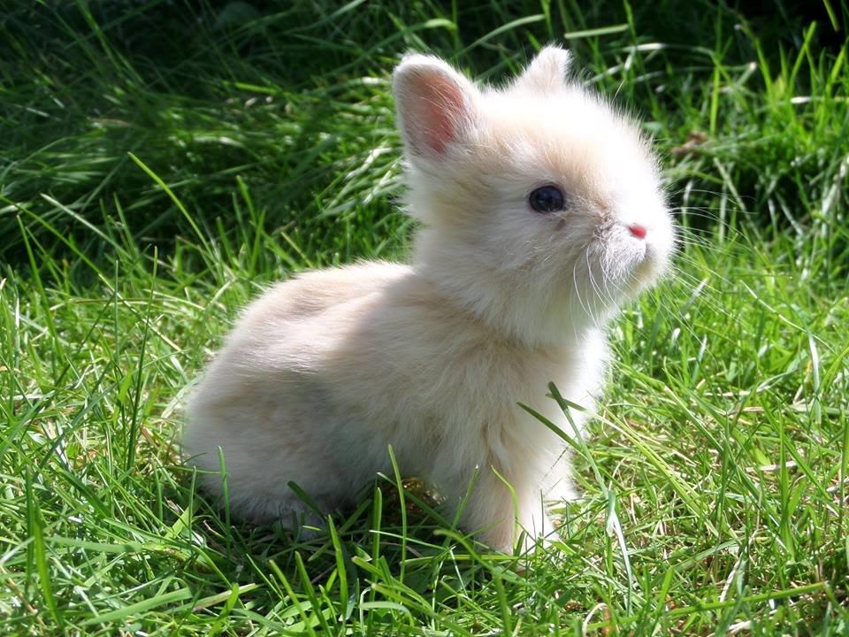 Kanin Bjørnholts Electra <3 23/5 - 15 juni 2014 billede 27