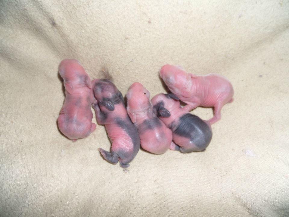 Kanin Bjørnholts Electra <3 23/5 - 24 maj 2014 billede 28