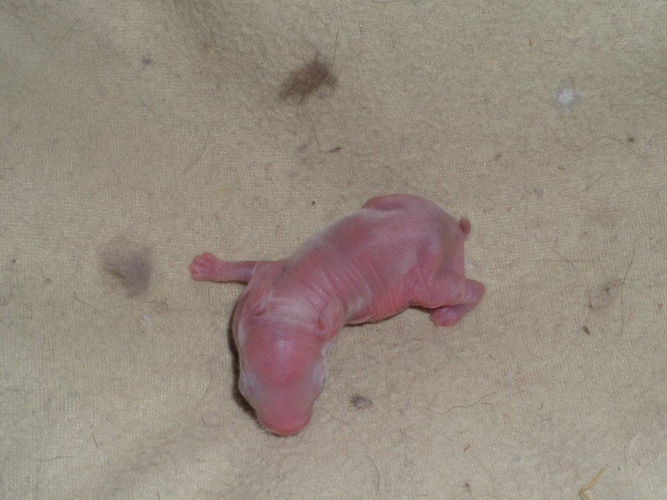 Kanin Bjørnholts Electra <3 23/5 - Baby prinsesse. 24 maj 2014 billede 29