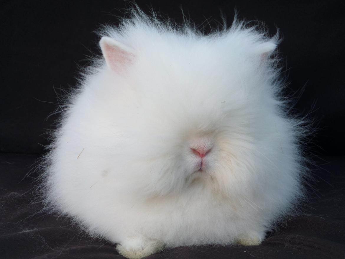 Kanin Grays von den Teddyranch. 23/4 - 22 juli 2014 billede 8