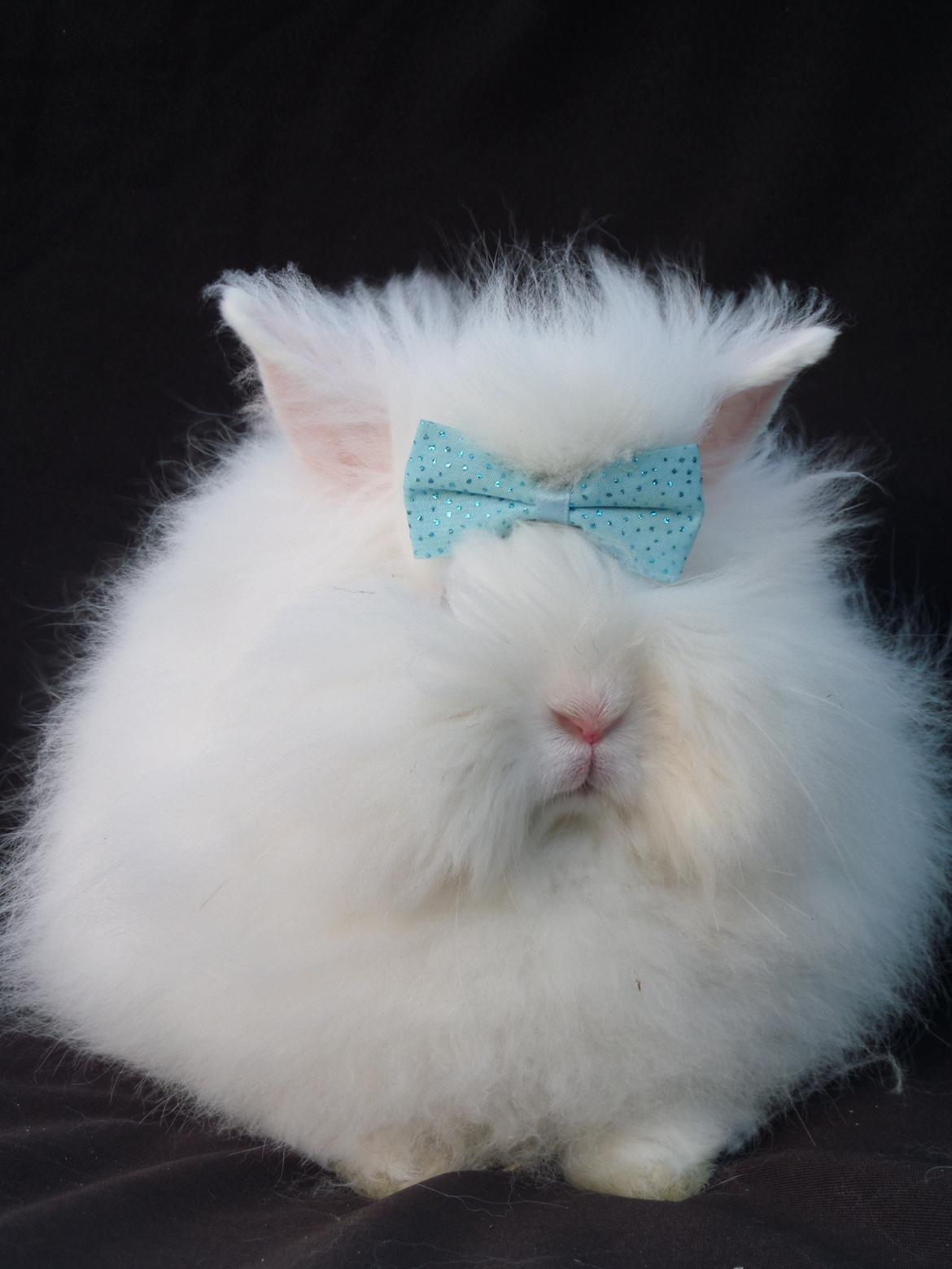 Kanin Grays von den Teddyranch. 23/4 - 22 juli 2014 billede 2