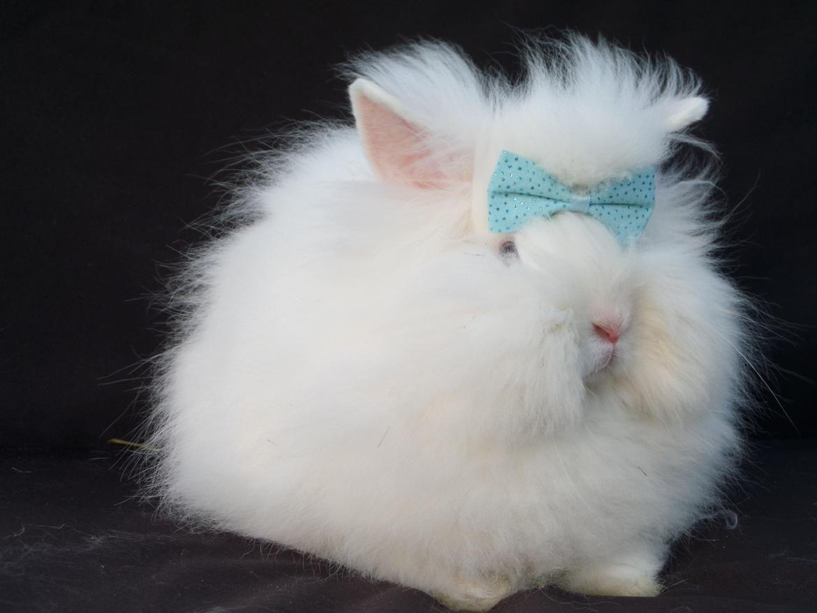 Kanin Grays von den Teddyranch. 23/4 - 22 juli 2014 billede 15