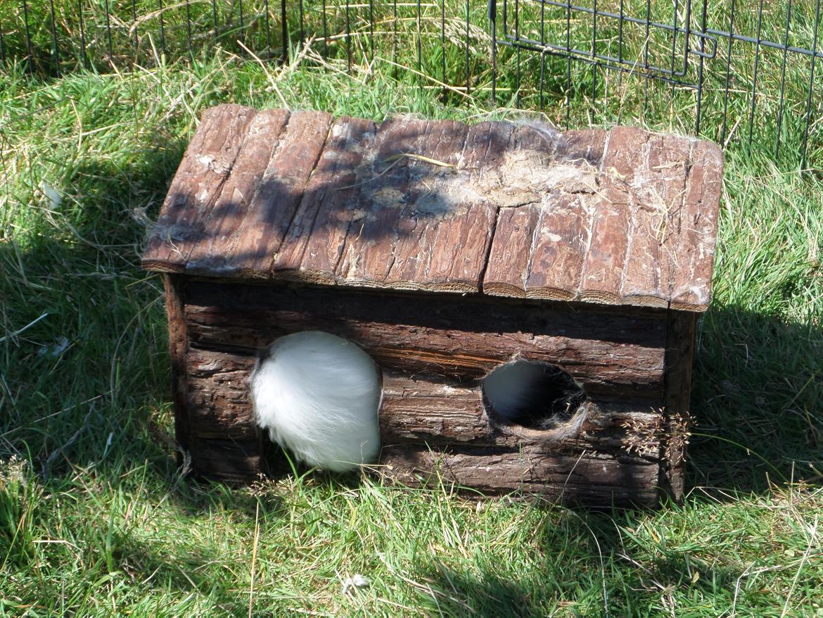 Kanin Grays von den Teddyranch. 23/4 - 23 juli 2014 billede 23