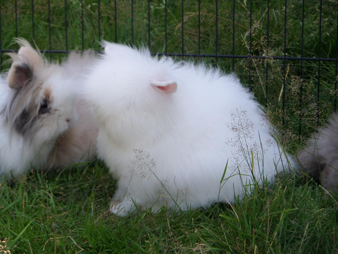 Kanin Grays von den Teddyranch. 23/4 - 23 juli 2014 billede 22