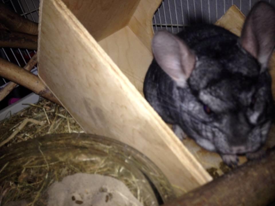 Chinchilla Oscar *Manse* billede 12