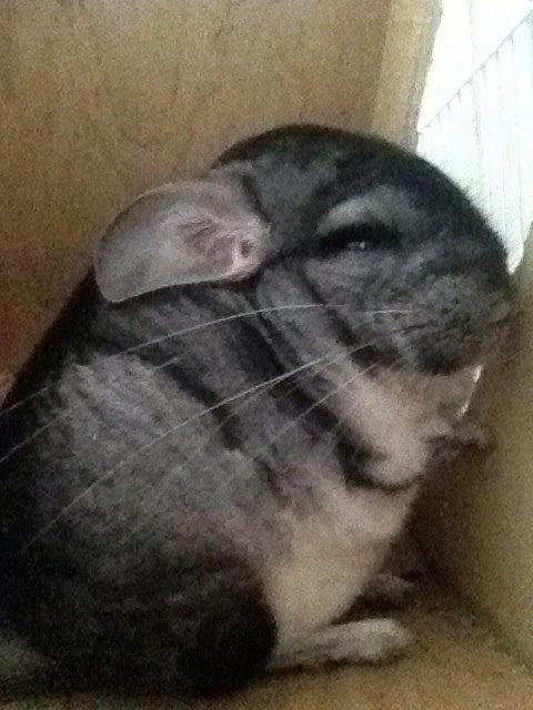 Chinchilla Oscar *Manse* billede 2