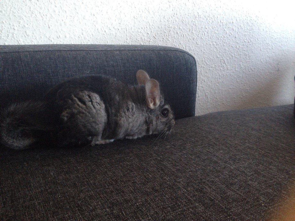 Chinchilla Oscar *Manse* billede 17