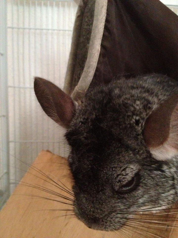 Chinchilla Oscar *Manse* billede 13