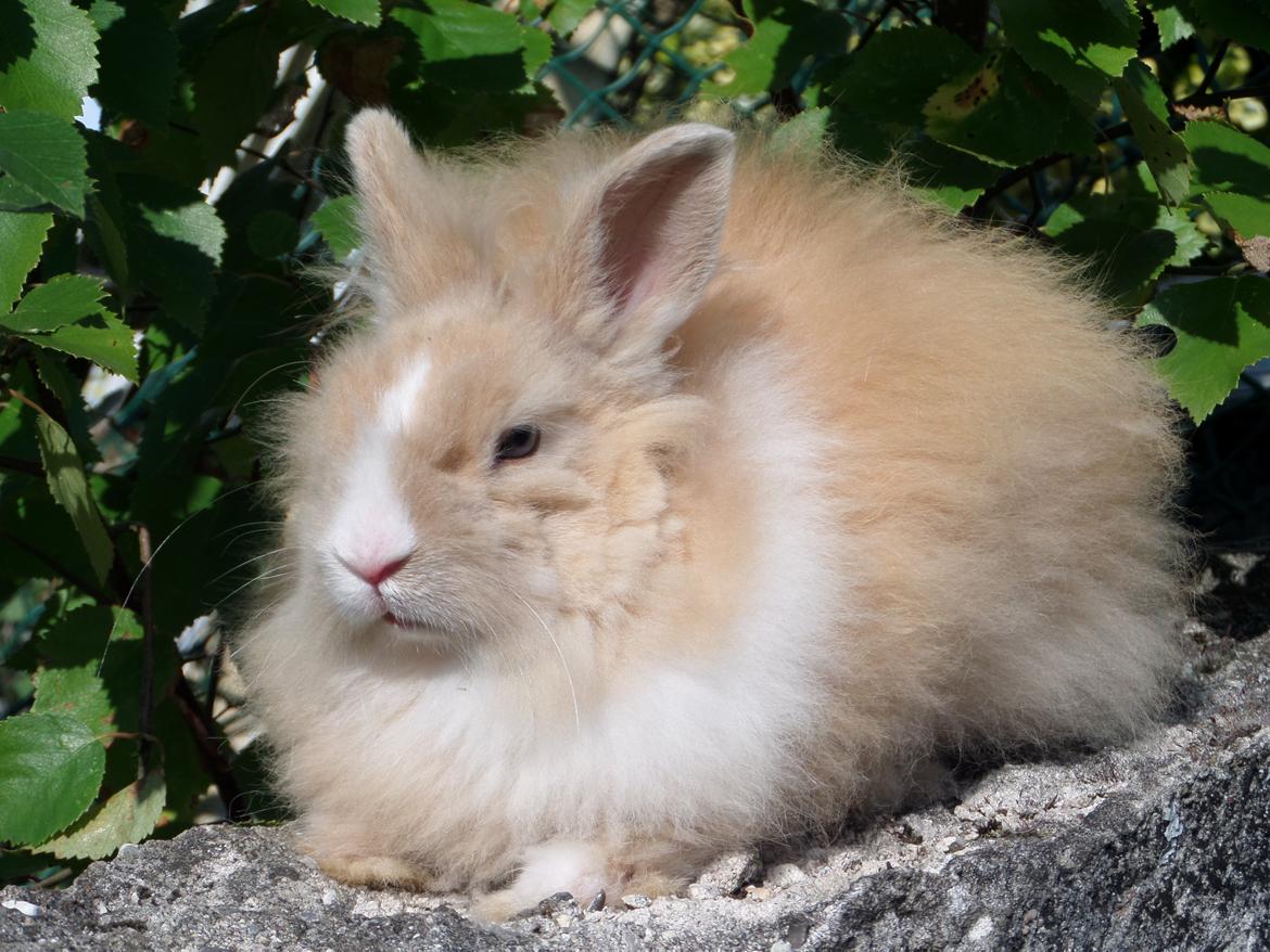 Kanin Bjørnholts Electra <3 23/5 - 29 juli 2014 billede 17