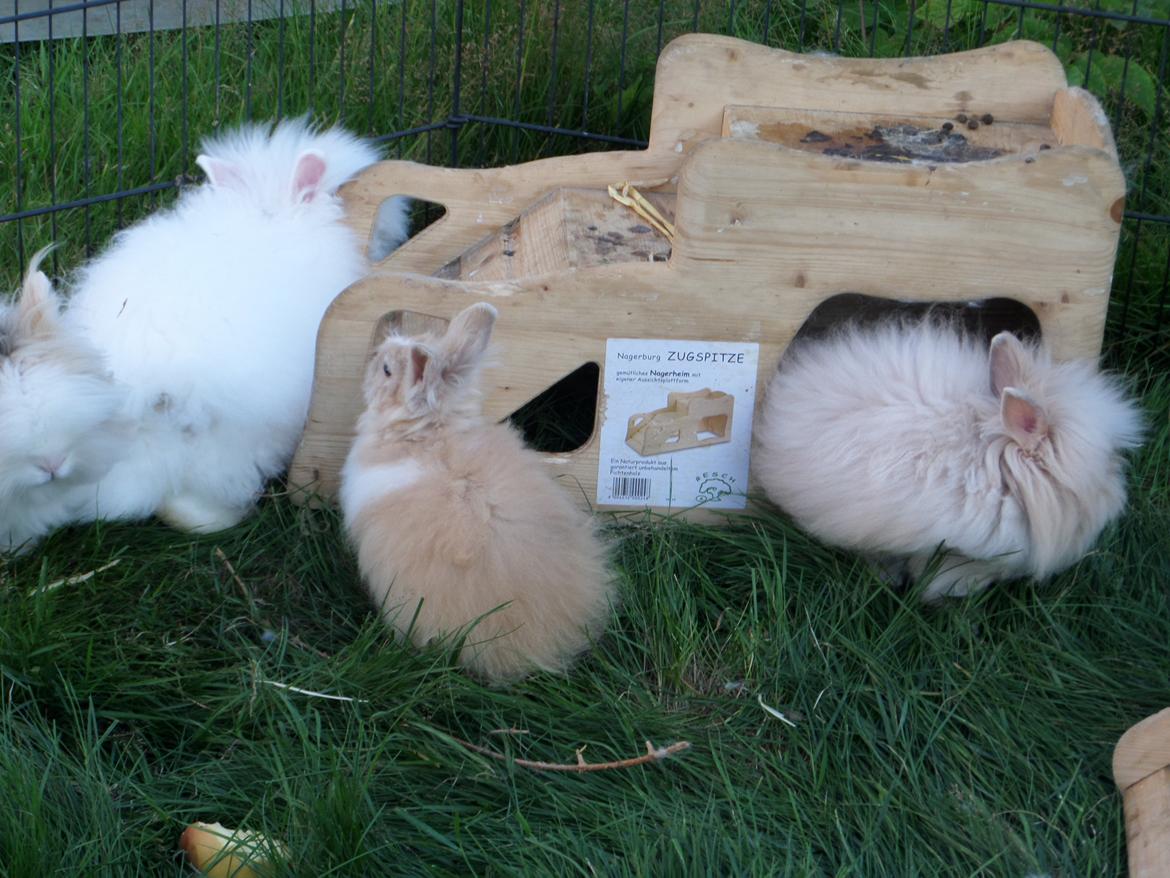 Kanin Bjørnholts Electra <3 23/5 - 29 juli 2014 billede 20