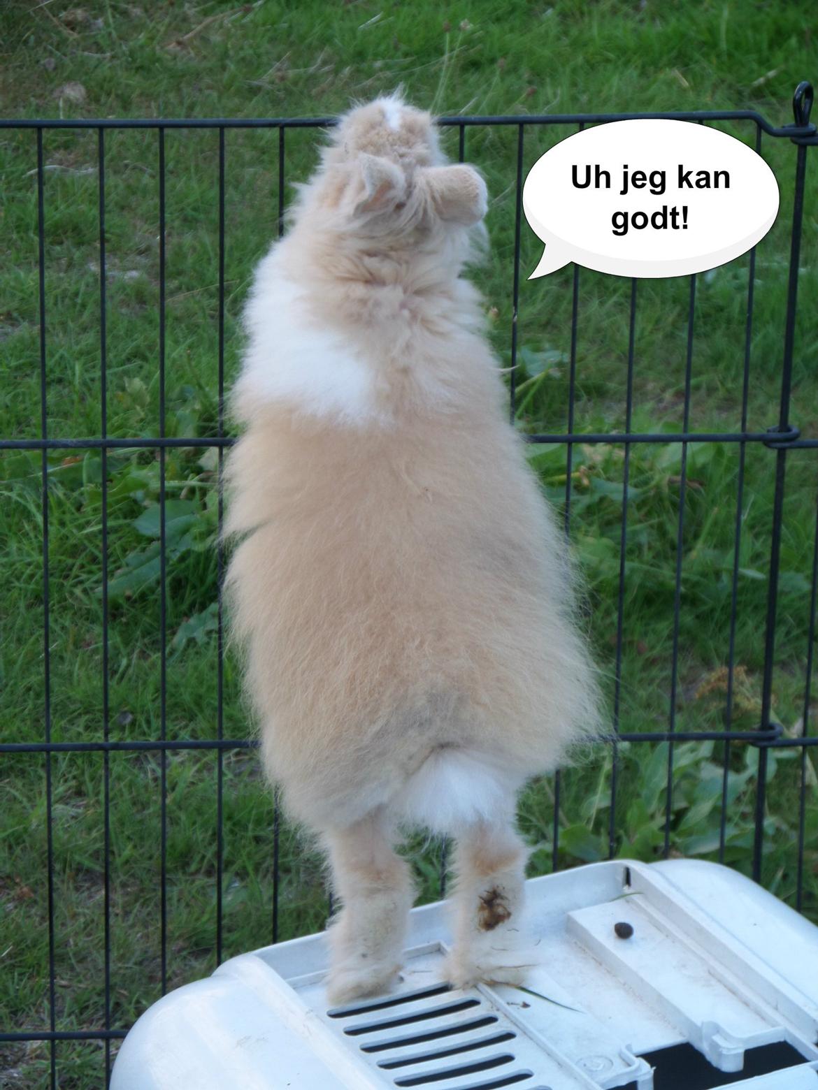 Kanin Bjørnholts Electra <3 23/5 - 29 juli 2014 billede 30