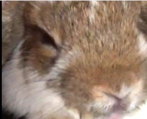 Kanin Oliver  billede 2