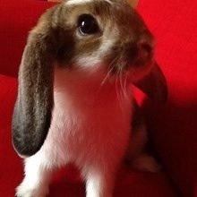 Kanin Oliver  billede 3