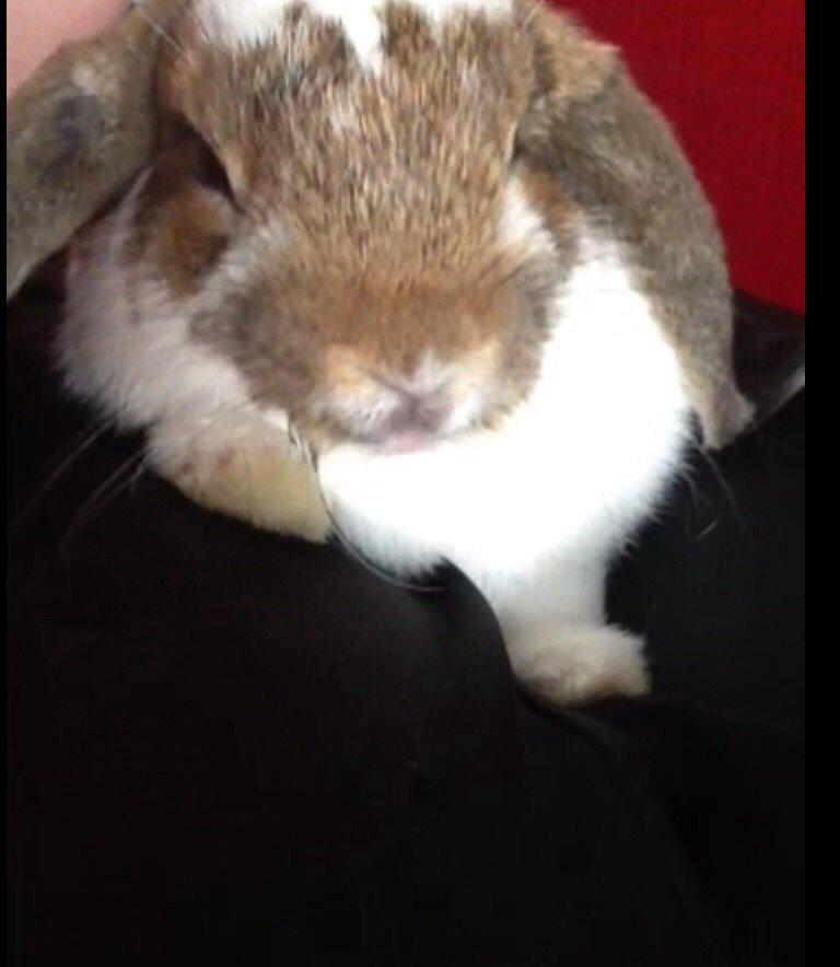 Kanin Oliver  billede 5