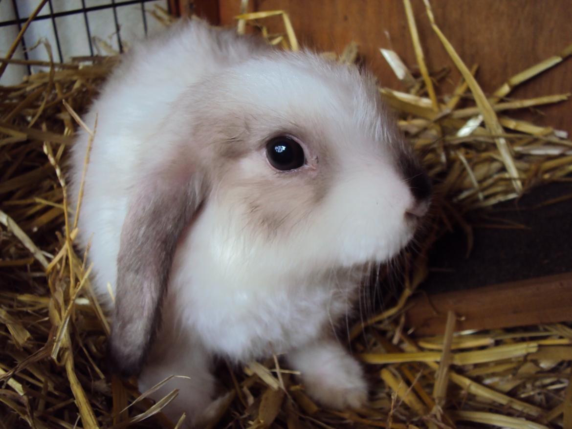 Kanin Noah billede 1