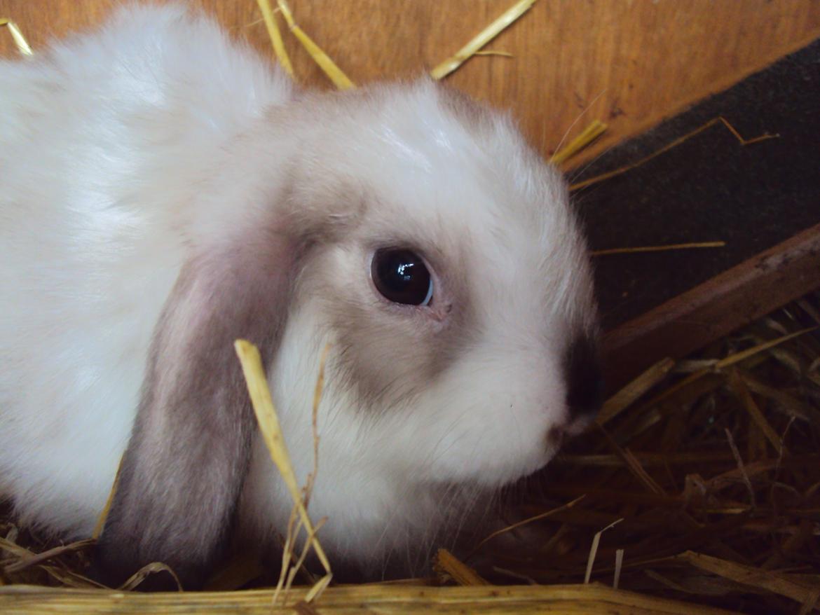 Kanin Noah billede 2