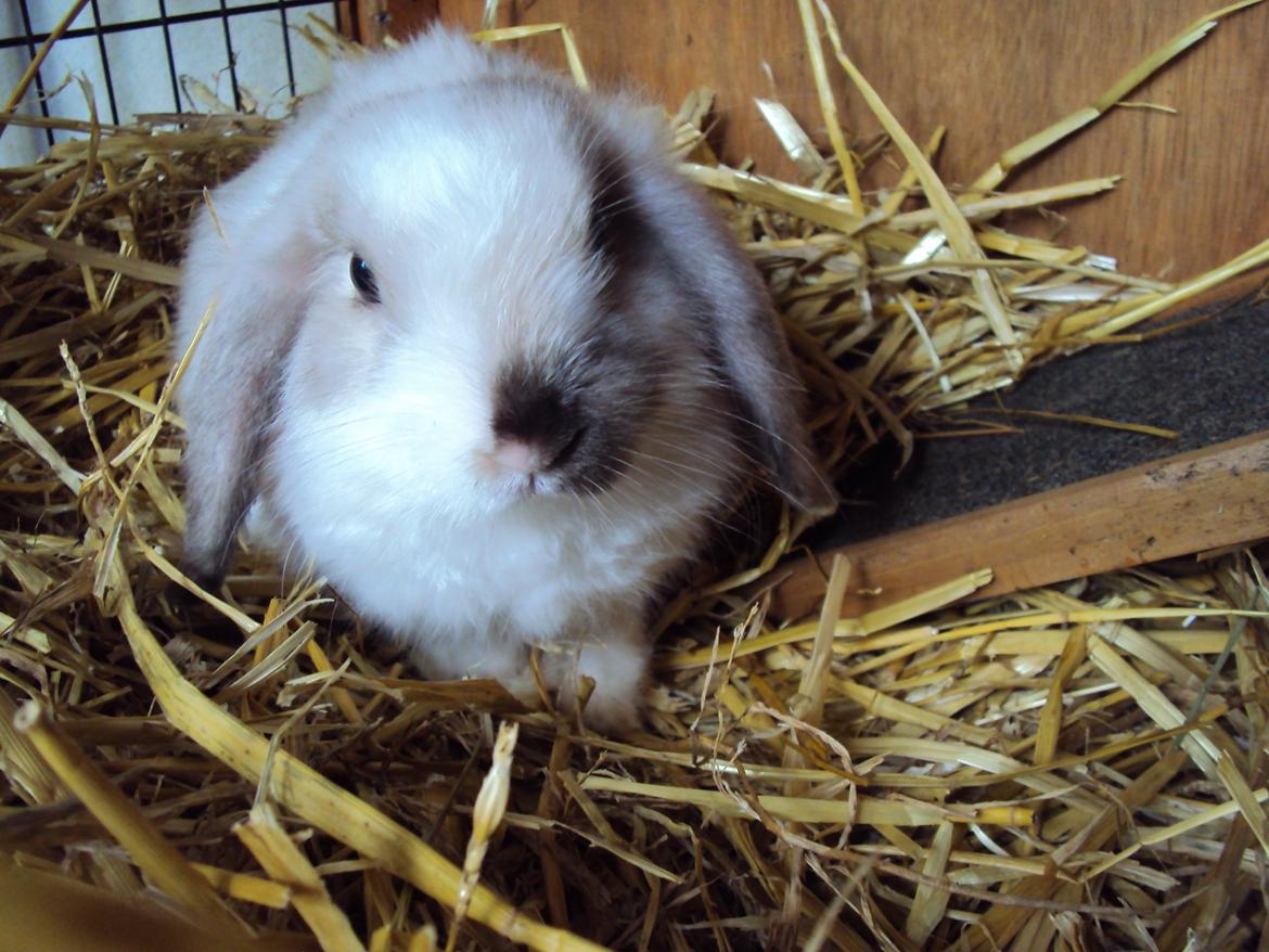 Kanin Noah billede 3