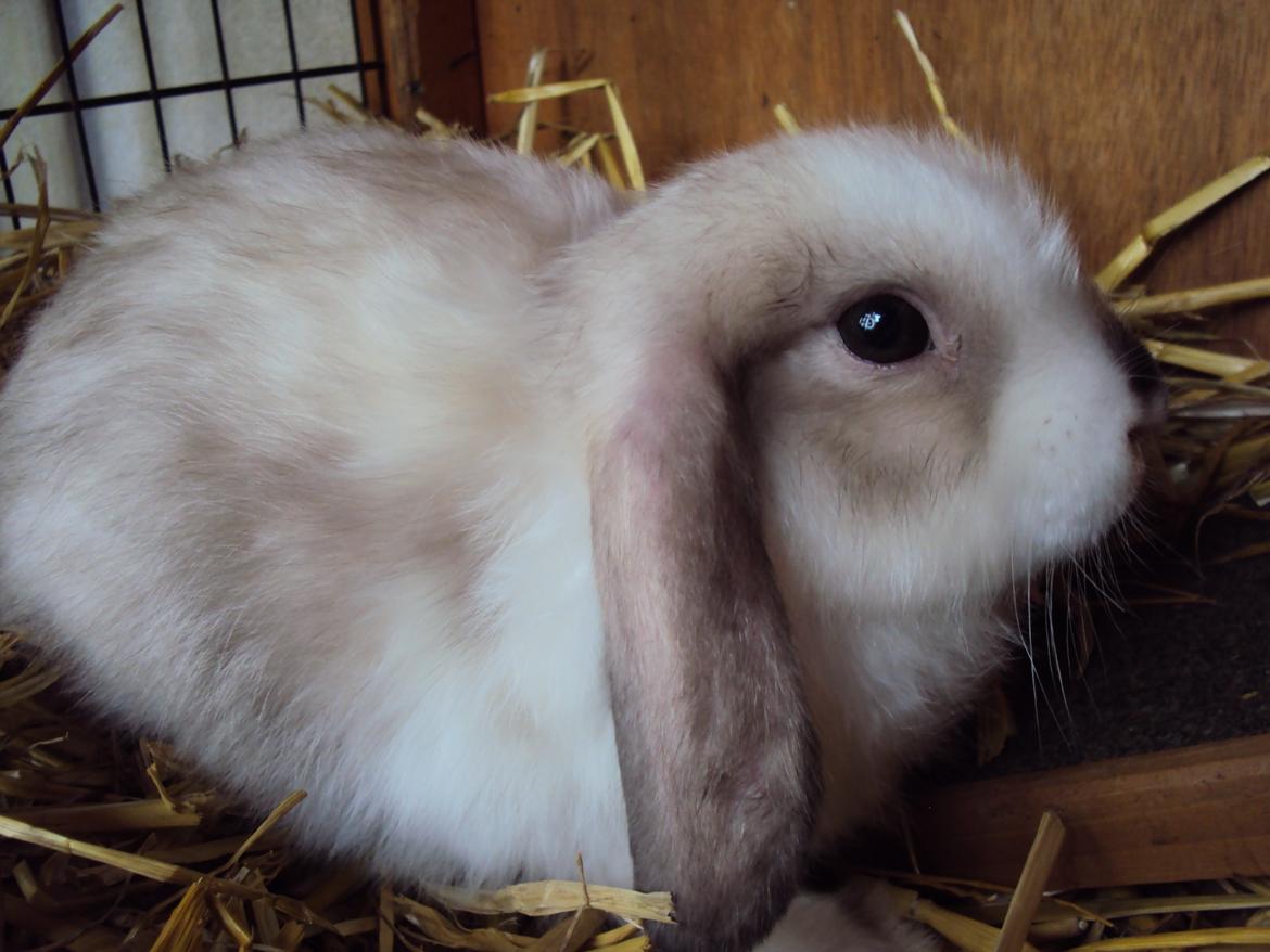 Kanin Noah billede 5