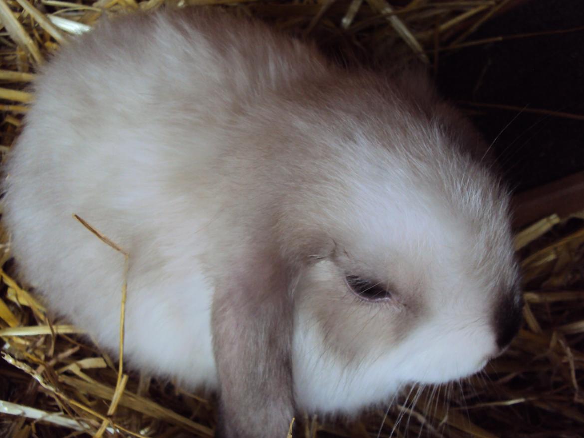 Kanin Noah billede 6