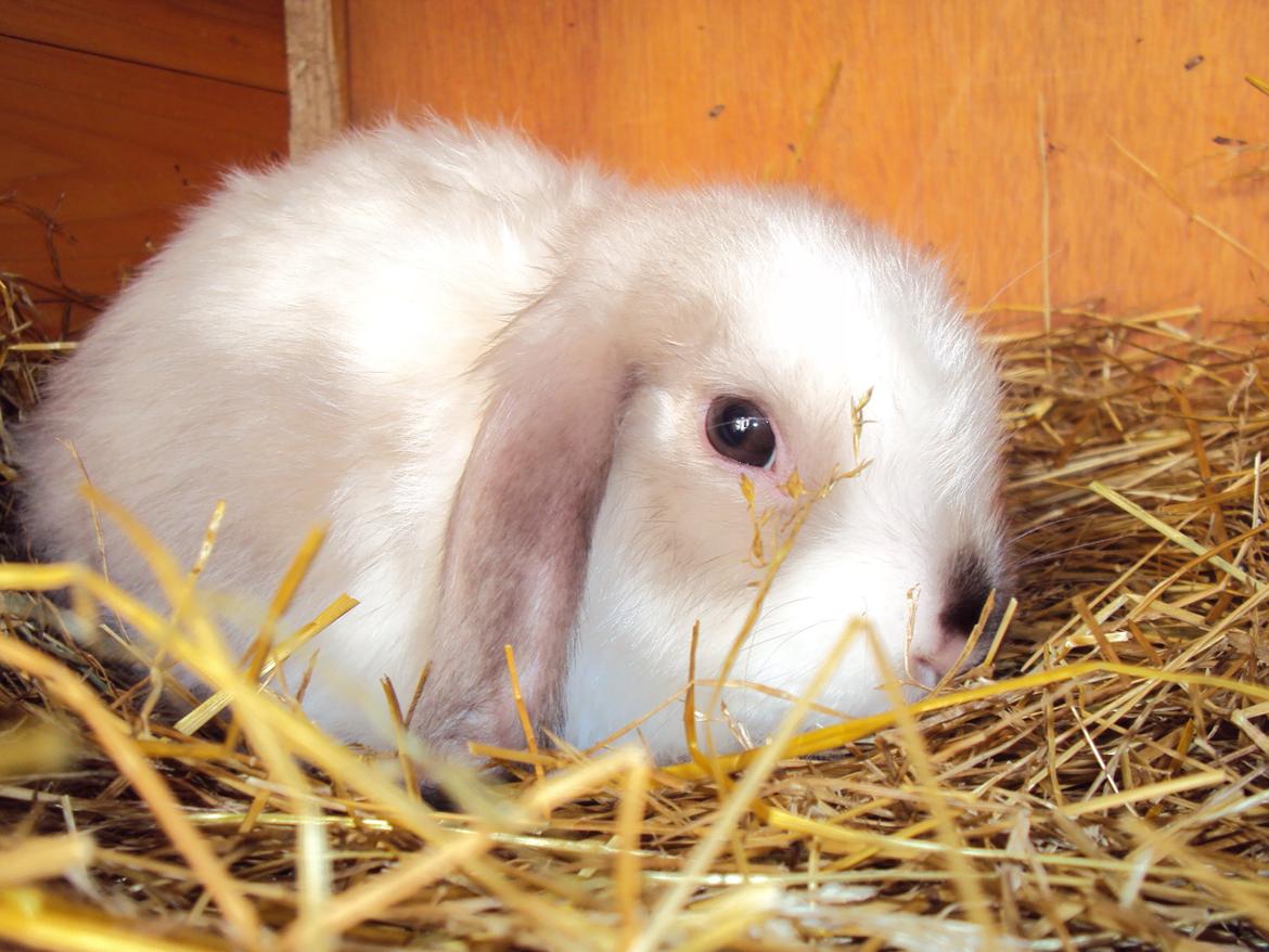 Kanin Noah billede 4