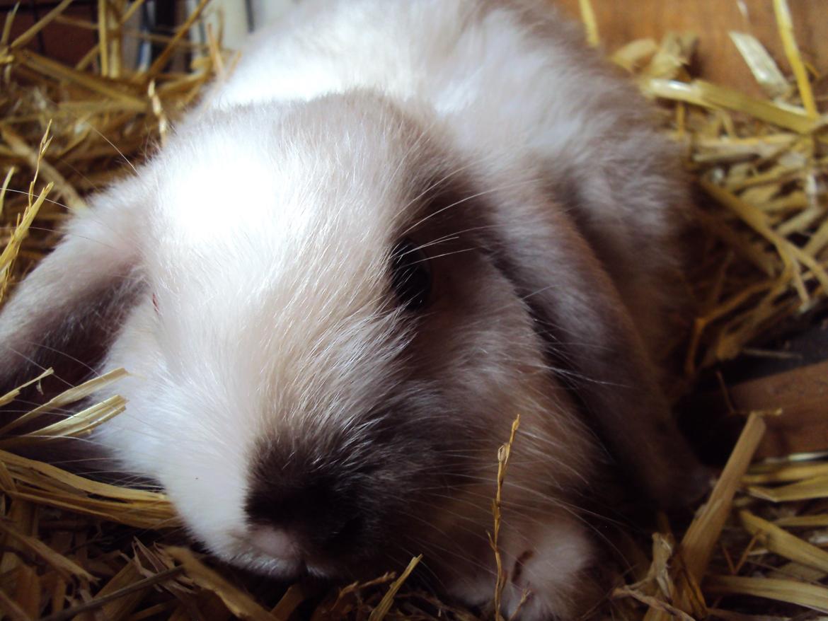 Kanin Noah billede 9