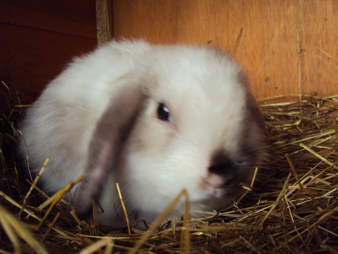 Kanin Noah billede 10