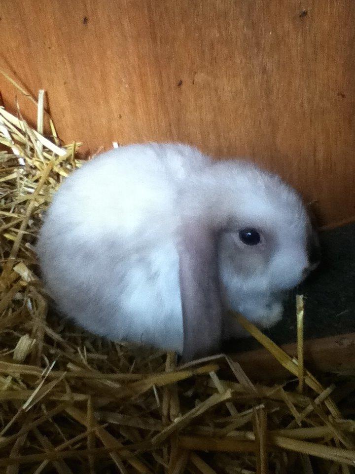 Kanin Noah billede 13