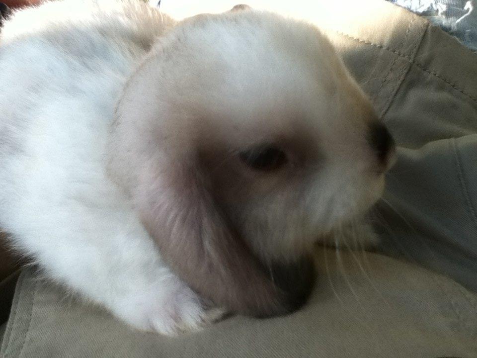 Kanin Noah billede 14
