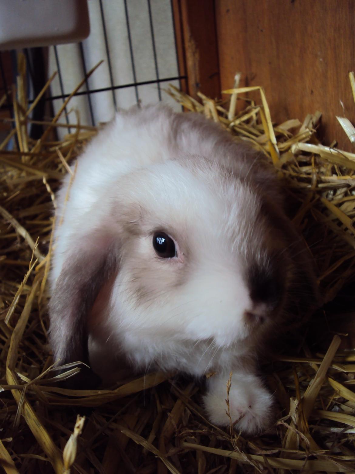 Kanin Noah billede 7